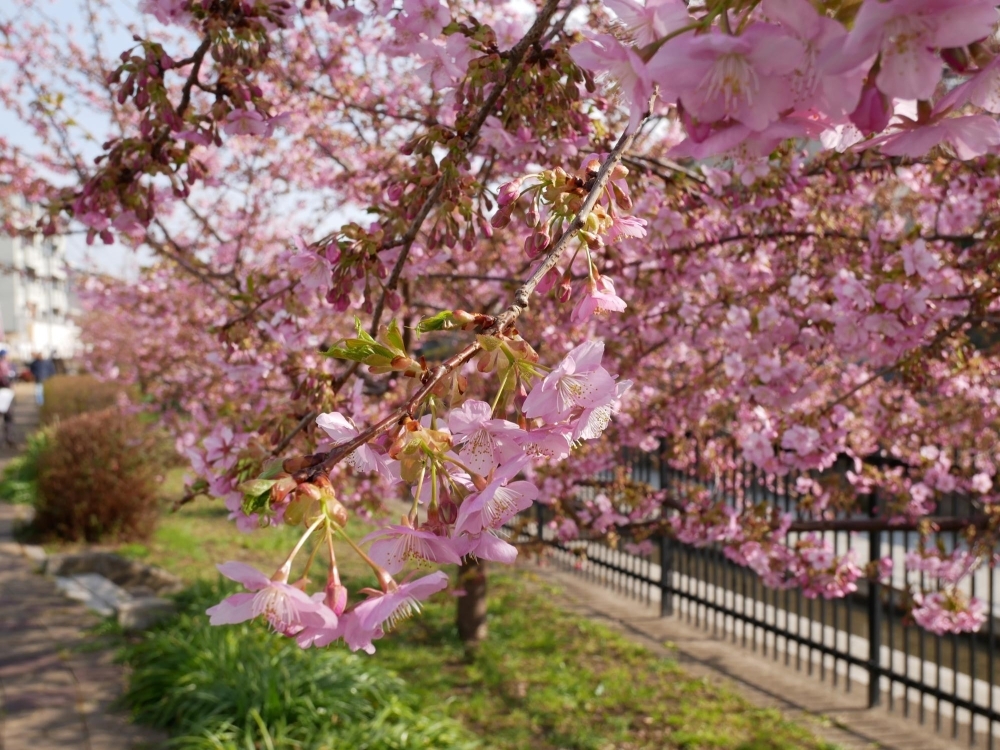 早咲きの河津桜並木 新しい桜の名所 淀水路の桜 お花見するならここ 京都市伏見区の桜特集 まいぷれ 京都市伏見区