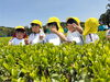 「お茶摘み🌱」
