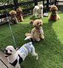 シャボン玉「連休にいかがでしょう　（╹◡╹）」