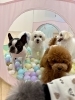 「ましゅまろ幼稚園🐾」