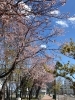 「桜咲く」