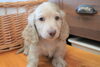 「ミニチュアダックス子犬情報」
