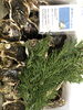 これから旨味が増す隠岐の岩牡蠣、本日入荷。「卒業式シーズンですね…」