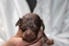 ミニチュアダックスのチョコタンオスとブラックタンメスの子犬、生後3