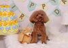 Happybirthdayこむぎくん「Anniversaryphoto」