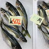 「魚魚市場鮮魚コーナーおすすめは「赤マテ貝・アジ」です♪」