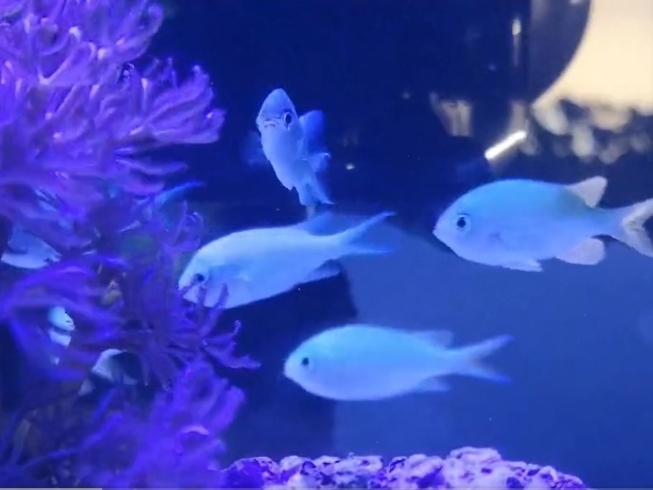 海水魚・熱帯魚の水槽「「バーチャル水族館カフェ」期間限定オープン」