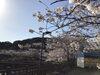 「西海橋物産館　4／4 桜情報」