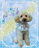 「Dog salon mofu mofu　余市町」