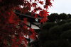 高野山の紅葉「今が見頃！高野山の紅葉紹介」