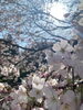 「【西条市小松町】興雲寺さんで春を見ーつけたっ！！」