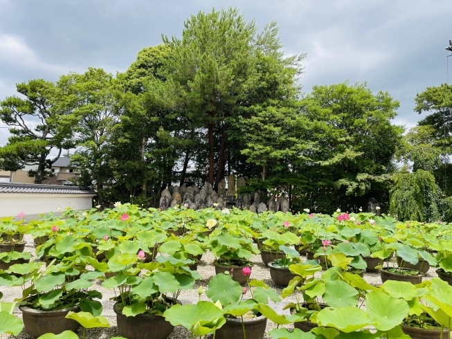 蓮の花が見頃です「喜光寺さんは只今、蓮の花が咲き誇っています！」