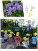 綺麗なアジサイみーーつけた！「今日も元気いっぱい♡【交野市・小規模保育園】」