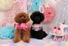 「Anniversary photo　(^O^)／」