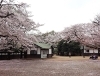 お花見するならここ 川崎市の 桜 特集 21年 まいぷれ 川崎市