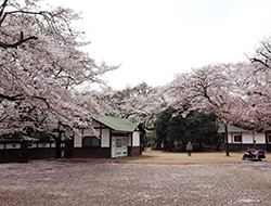 お花見するならここ 川崎市の 桜 特集 21年 まいぷれ 川崎市 お花見するならここ 川崎市の 桜 特集 21年 まいぷれ 川崎市