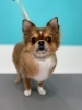 さらさらになりました「泡パックでさっぱり！トリミング中のお写真ご紹介🐶🫧」