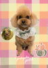 「Dog salon mofu mofu　余市町」