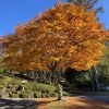 【紅葉スポット】茅野市／金沢公園