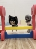 いずるくんも新春初ジャンプ💨「ましゅまろ幼稚園🐾」
