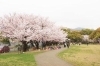 桜スポット特集 佐世保市 佐々町 波佐見町 川棚町の花見スポット まいぷれ 佐世保