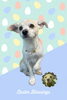 「Dog salon mofu mofu　余市町」