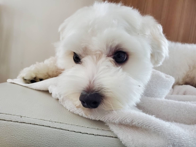 オハナこいぬ保育園よりご挨拶 ダイゴペットクリニック 日進オハナ院のニュース まいぷれ 豊明 東郷 日進 長久手