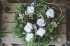 定番白cottonのリース「手作りクリスマスリースご予約承ります！！」