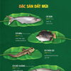 Cá các loại