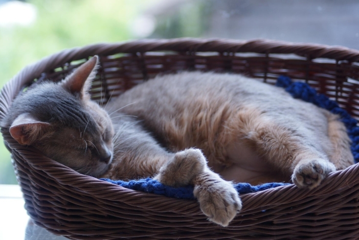 「猫スタッフはすやすやお昼寝中～ｚｚZ【宮崎・猫カフェ・ポポキ・宮崎神宮】」