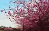 横浜市港北区のお花見スポット 岸根公園 港北区のお花見特集 桜 梅の名所一覧 まいぷれ 横浜市港北区