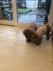 イハナちゃんとポワンくんじゃれっこ中〜「おはようございます（＾Ｏ＾）」
