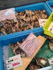 「昼から魚が入って来る予定なのでちょっと魚は少なめですが是非お越しください😄」