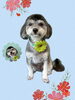 「Dog salon mofu mofu　余市町」