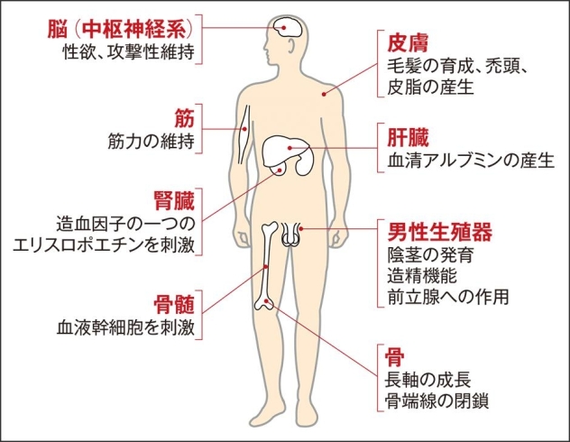 「テストステロン」は多くの役割を持っています。「テストステロン（男性ホルモン）をいかにして増やすか…。」