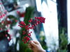 南天の実。難を転ずると言われています。「年末年始の営業について。」