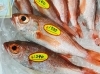 「魚魚市場鮮魚コーナーおすすめは「エビスダイ・マングローブガニ」です♪」
