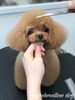 「秋のオプションキャンペーン　（＾Ｏ＾）」