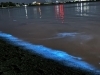 夜光虫「光り輝く幻想的な海の世界を見に行く/夜光虫/静岡の水槽レンタルとプロデュースとアクアデザインブルース/」