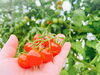 「【にいみのおいしいもの発見🔎】あま～いプチトマト「さくらんぼトマト」🍅」