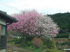 「デイサービス金太郎送迎中八女市黒木町大渕松瀬ダム〜平野山桜・桜・ハナモモ〜‼️YouTube見てね(^O^)‼️。」
