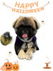 「Dog salon mofu mofu　余市町」