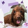 「Dog salon mofu mofu　余市町」