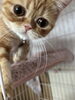 モモちゃん「8月ご利用頂きましたお客様③【 札幌市 北区 catbeard キャットビヤード⠀】」