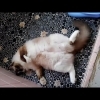 お風呂場でゴロゴロ！おもしろ可愛いねこcute funny kitten cat　＃52