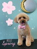 「可愛い子ちゃん♡Dog salon mofu mofu余市町」