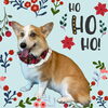 「Dog salon mofu mofu　余市町」
