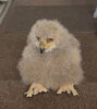 「シベリアワシミミズクの赤ちゃんを、お客さまに新しくお迎えいただきました🦉✨」