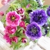 八重咲きアネモネ「【はなやホック皆生店】春の花々」
