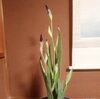 「お花のお稽古」